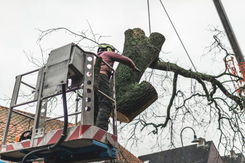 image of arborist removing large tree piece